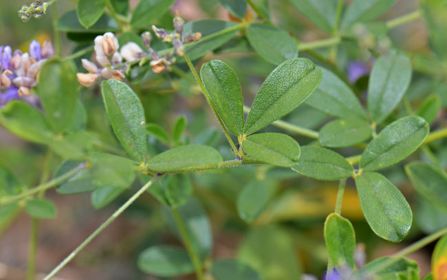 Alfalfa has compound green leaves, trifoliate with leaflets up to ½ inch long, narrowly lanceolate to obovate. Medicago sativa Alfalfa has compound green leaves, trifoliate with leaflets up to ½ inch long, narrowly lanceolate to obovate. Medicago sativa